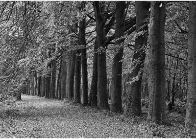 Ede bos en Edesche heide